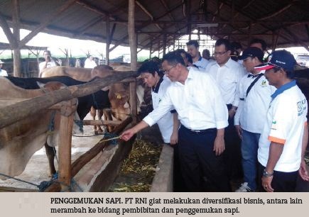 Penggemukan Sapi PT RNI